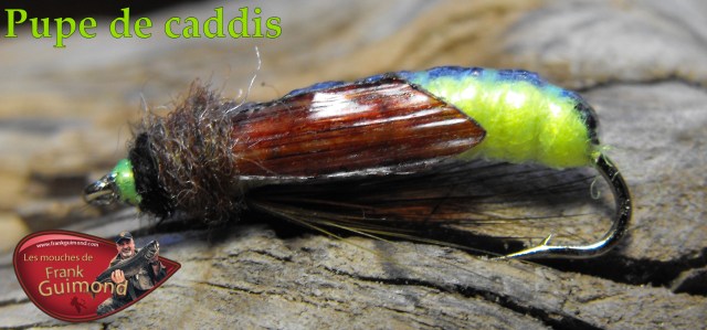 pupe de caddis ventre