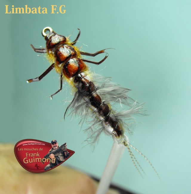 limbata fg 2
