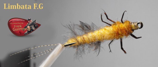 limbata fg 3