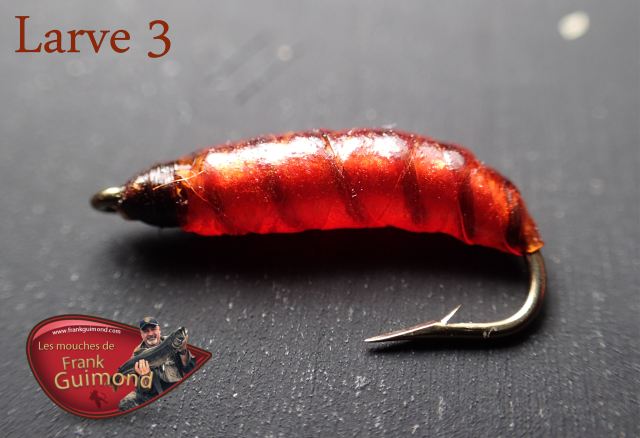 larve 3