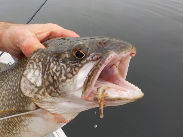 celle ci etais remplis de nymphe heagenia